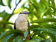 Campylorhynchus chiapensis