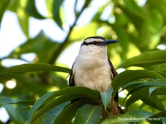 Campylorhynchus chiapensis
