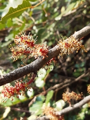 Ceratonia siliqua
