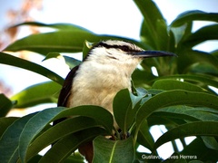 Campylorhynchus chiapensis