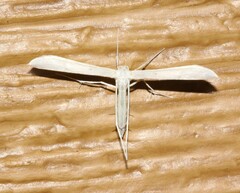 Hellinsia homodactylus