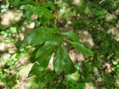 Heteropyxis natalensis