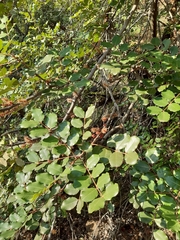 Ceratonia siliqua