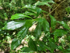 Heteropyxis natalensis