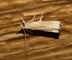 Neodactria luteolellus