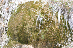 Eucladium verticillatum