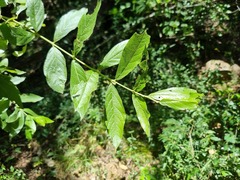 Combretum erythrophyllum