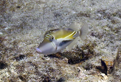 Rhinecanthus rectangulus