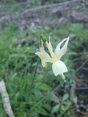 Narcissus triandrus