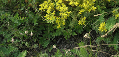 Allium rubens