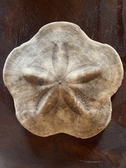 Clypeaster europacificus