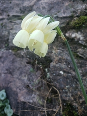 Narcissus triandrus