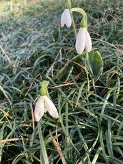 Galanthus