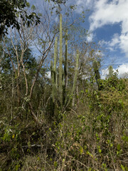 Stenocereus laevigatus