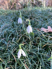 Galanthus