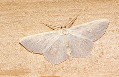 Scopula junctaria