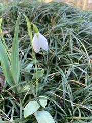 Galanthus