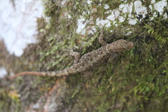 Lepidoblepharis xanthostigma