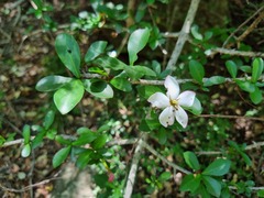 Hyperacanthus amoenus