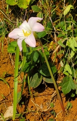 Zephyranthes robusta