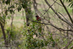 Cinnyricinclus leucogaster