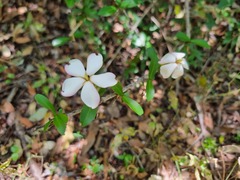 Hyperacanthus amoenus