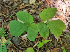 Rhoicissus tridentata