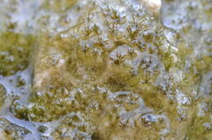 Eucladium verticillatum