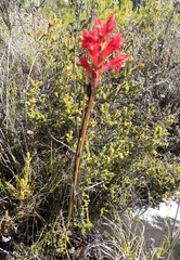 Tritoniopsis triticea
