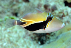Rhinecanthus rectangulus