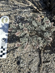 Dalea mollissima