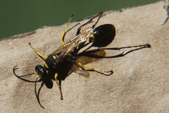 Sceliphron asiaticum