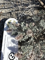 Dalea mollissima