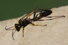 Sceliphron asiaticum