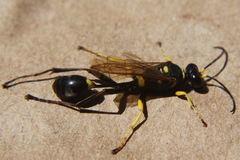 Sceliphron asiaticum