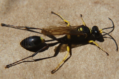 Sceliphron asiaticum
