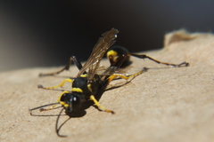 Sceliphron asiaticum