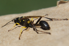 Sceliphron asiaticum