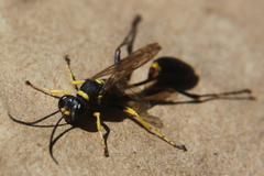 Sceliphron asiaticum