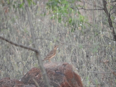 Anthus godlewskii