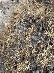 Gypsophila tenuifolia
