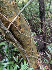 Zanthoxylum schreberi