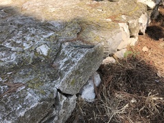 Dalmatolacerta oxycephala