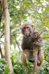 Macaca mulatta