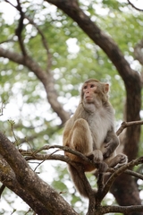 Macaca mulatta