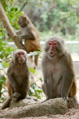 Macaca mulatta