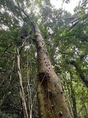 Zanthoxylum schreberi