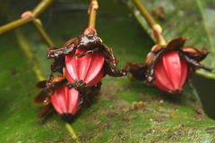 Clusiaceae