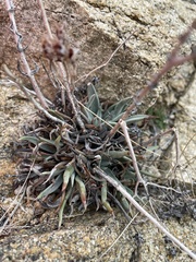 Dudleya saxosa