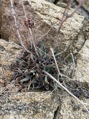Dudleya saxosa